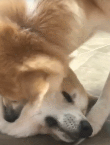 秋田犬见狗就咬，秋田犬为什么出门就咬其他狗-警犬训练器材厂家 _警犬训练用品_工作犬训练用品-南京开久警犬装备