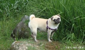 巴哥犬的特点和性格特点(巴哥犬性格特点详细介绍)-警犬训练器材厂家 _警犬训练用品_工作犬训练用品-南京开久警犬装备