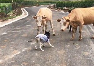 马把狗踢飞(狗被踢飞)-警犬训练器材厂家 _警犬训练用品_工作犬训练用品-南京开久警犬装备