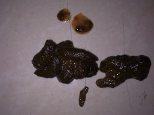 两个月狗狗拉稀怎么回事？两个月狗狗拉稀带点血怎么回事-警犬训练器材厂家 _警犬训练用品_工作犬训练用品-南京开久警犬装备