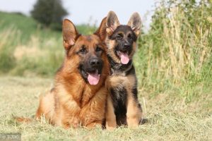 西德牧羊犬怎么养(西德牧羊犬 *** )-警犬训练器材厂家 _警犬训练用品_工作犬训练用品-南京开久警犬装备