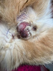 小狗的蛋蛋被扯了-警犬训练器材厂家 _警犬训练用品_工作犬训练用品-南京开久警犬装备