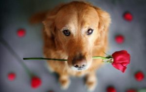 适合男狗狗英文名字(好听的狗狗英文名字男)-警犬训练器材厂家 _警犬训练用品_工作犬训练用品-南京开久警犬装备