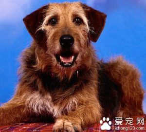 狗狗海藻粉有什么功效?狗狗海藻粉作用成犬饲养-警犬训练器材厂家 _警犬训练用品_工作犬训练用品-南京开久警犬装备