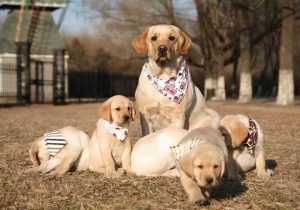 刚生几天的狗拉稀黄屎(刚生几天的狗拉稀黄屎精神不好)-警犬训练器材厂家 _警犬训练用品_工作犬训练用品-南京开久警犬装备