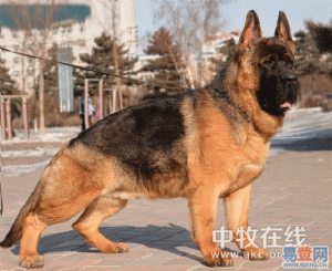 杭州德国牧羊犬(德国牧羊犬的优点和缺点)-警犬训练器材厂家 _警犬训练用品_工作犬训练用品-南京开久警犬装备
