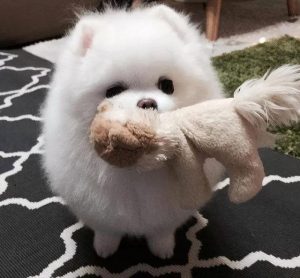 可爱的狗狗名字(狗的名字叫什么好听可爱)-警犬训练器材厂家 _警犬训练用品_工作犬训练用品-南京开久警犬装备