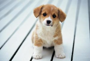 宠物狗大全(宠物狗大全 *** 种类)-警犬训练器材厂家 _警犬训练用品_工作犬训练用品-南京开久警犬装备