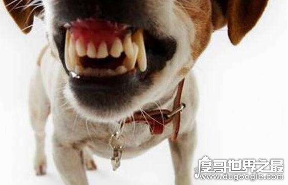 狗咬我十天后死了，狗咬我十天后死了再打疫苗有用吗 - 警犬训练器材厂家 _警犬训练用品_工作犬训练用品-南京开久警犬装备-警犬训练器材厂家 _警犬训练用品_工作犬训练用品-南京开久警犬装备