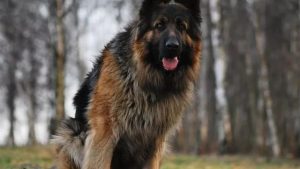 世界禁止养的五种犬(世界禁止养的狗)-警犬训练器材厂家 _警犬训练用品_工作犬训练用品-南京开久警犬装备