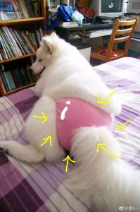 狗狗东西在里面突然变大了(狗狗吃东西突然变慢)-警犬训练器材厂家 _警犬训练用品_工作犬训练用品-南京开久警犬装备