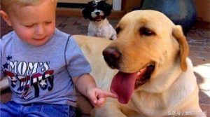 如何训狗？训狗响片怎么使用-警犬训练器材厂家 _警犬训练用品_工作犬训练用品-南京开久警犬装备