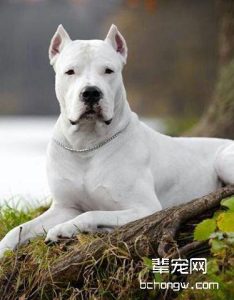 阿根廷杜高犬是干什么的问答-警犬训练器材厂家 _警犬训练用品_工作犬训练用品-南京开久警犬装备