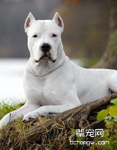 阿根廷杜高犬是干什么的问答 - 警犬训练器材厂家 _警犬训练用品_工作犬训练用品-南京开久警犬装备-警犬训练器材厂家 _警犬训练用品_工作犬训练用品-南京开久警犬装备