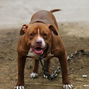 世界最恐怖小狗  十大恐怖死尸 小狗-警犬训练器材厂家 _警犬训练用品_工作犬训练用品-南京开久警犬装备