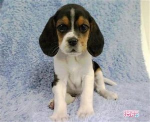 市场上比格犬多少钱一只(小比格犬多少钱一只)-警犬训练器材厂家 _警犬训练用品_工作犬训练用品-南京开久警犬装备