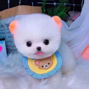 茶杯犬好养吗(茶杯犬好养吗)-警犬训练器材厂家 _警犬训练用品_工作犬训练用品-南京开久警犬装备