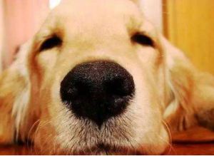 狗鼻子褪色什么原因(拉布拉多狗鼻子褪色什么原因)-警犬训练器材厂家 _警犬训练用品_工作犬训练用品-南京开久警犬装备