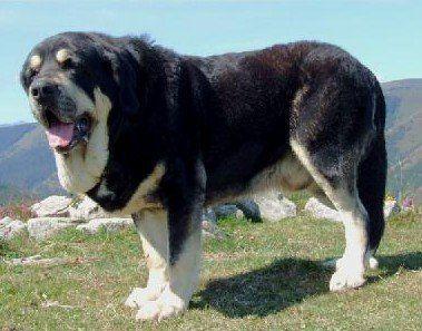 西班牙獒犬能打过狼吗(西班牙獒犬和狼打架 *** ) - 警犬训练器材厂家 _警犬训练用品_工作犬训练用品-南京开久警犬装备-警犬训练器材厂家 _警犬训练用品_工作犬训练用品-南京开久警犬装备