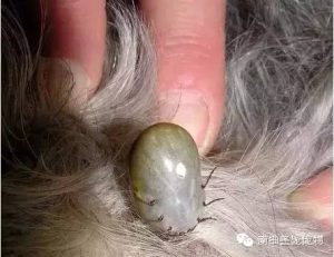 狗狗身上有皮虫怎么办？狗狗身上长皮虫怎么办?-警犬训练器材厂家 _警犬训练用品_工作犬训练用品-南京开久警犬装备