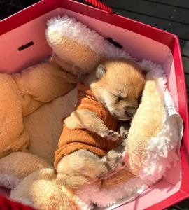 犬瘟热所有后遗症(犬瘟热后遗症抽搐乱叫)-警犬训练器材厂家 _警犬训练用品_工作犬训练用品-南京开久警犬装备