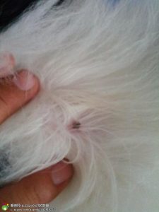 蜱虫叮咬狗狗症状(狗狗被蜱虫叮咬后有个大包)-警犬训练器材厂家 _警犬训练用品_工作犬训练用品-南京开久警犬装备