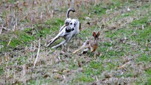 夜晚细狗撵兔技巧(夜晚细狗逮兔 *** )-警犬训练器材厂家 _警犬训练用品_工作犬训练用品-南京开久警犬装备