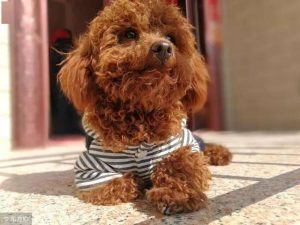 狗上吐下泻怎么回事(老狗上吐下泻怎么回事)-警犬训练器材厂家 _警犬训练用品_工作犬训练用品-南京开久警犬装备