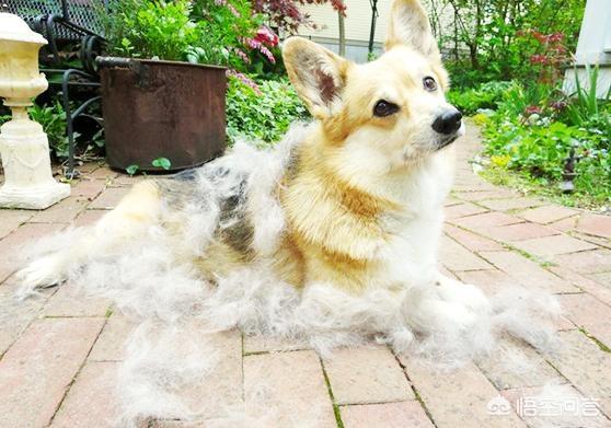 柯基犬讨厌主人的表现(柯基犬害怕主人的表现) - 警犬训练器材厂家 _警犬训练用品_工作犬训练用品-南京开久警犬装备-警犬训练器材厂家 _警犬训练用品_工作犬训练用品-南京开久警犬装备