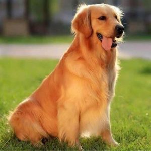 金毛怎么养金毛犬的饲养 *** (幼仔金毛怎么养金毛犬的饲养 *** )-警犬训练器材厂家 _警犬训练用品_工作犬训练用品-南京开久警犬装备