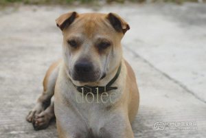 广东潮州大头犬五红(潮州大头犬幼犬 *** )-警犬训练器材厂家 _警犬训练用品_工作犬训练用品-南京开久警犬装备