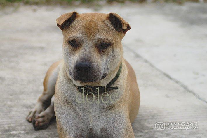 广东潮州大头犬五红(潮州大头犬幼犬 *** ) - 警犬训练器材厂家 _警犬训练用品_工作犬训练用品-南京开久警犬装备-警犬训练器材厂家 _警犬训练用品_工作犬训练用品-南京开久警犬装备