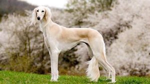 萨路基犬的特点(萨路基犬速度)-警犬训练器材厂家 _警犬训练用品_工作犬训练用品-南京开久警犬装备