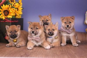 为什么不能在宠物店买狗(为什么狗不咬宠物店的人)-警犬训练器材厂家 _警犬训练用品_工作犬训练用品-南京开久警犬装备