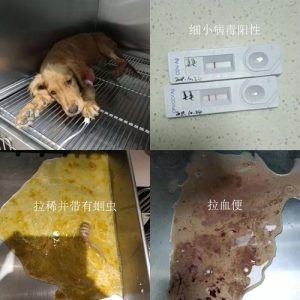 犬细小病毒症状和治疗 *** (犬细小病毒中药治疗 *** )-警犬训练器材厂家 _警犬训练用品_工作犬训练用品-南京开久警犬装备