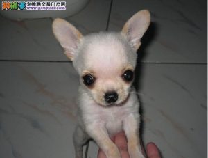 吉娃娃一只多少钱?吉娃娃多少钱狗狗品种-警犬训练器材厂家 _警犬训练用品_工作犬训练用品-南京开久警犬装备