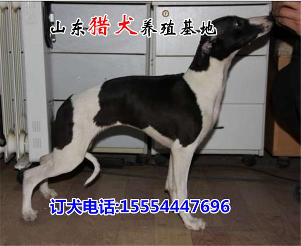 七个月的格力犬肩高是多少 - 警犬训练器材厂家 _警犬训练用品_工作犬训练用品-南京开久警犬装备-警犬训练器材厂家 _警犬训练用品_工作犬训练用品-南京开久警犬装备