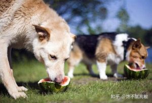 小狗吃多了怎么办这几种 *** 教你缓解-警犬训练器材厂家 _警犬训练用品_工作犬训练用品-南京开久警犬装备