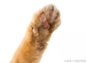 狗狗脚垫上好多小肉刺_狗狗脚垫上好多小肉刺怎么治疗-警犬训练器材厂家 _警犬训练用品_工作犬训练用品-南京开久警犬装备