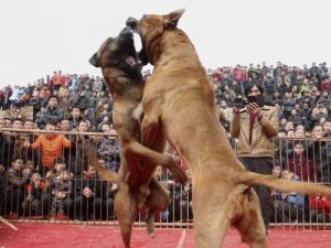 斗狗比赛(山东斗狗比赛)-警犬训练器材厂家 _警犬训练用品_工作犬训练用品-南京开久警犬装备