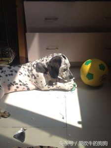 捡到流浪狗该怎么处理(捡到流浪狗该怎么处理交给什么部门)-警犬训练器材厂家 _警犬训练用品_工作犬训练用品-南京开久警犬装备