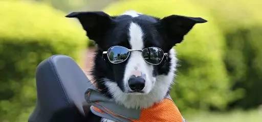 边境牧羊犬真的聪明吗萌宠 - 警犬训练器材厂家 _警犬训练用品_工作犬训练用品-南京开久警犬装备-警犬训练器材厂家 _警犬训练用品_工作犬训练用品-南京开久警犬装备