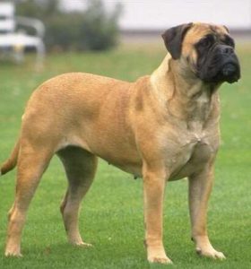 斗牛獒犬简介狗狗品种  狗狗品种大全及简介-警犬训练器材厂家 _警犬训练用品_工作犬训练用品-南京开久警犬装备