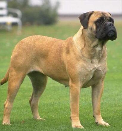 斗牛獒犬简介狗狗品种 狗狗品种大全及简介 - 警犬训练器材厂家 _警犬训练用品_工作犬训练用品-南京开久警犬装备-警犬训练器材厂家 _警犬训练用品_工作犬训练用品-南京开久警犬装备