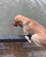 拉布拉多犬多钱_拉布拉多贵宾犬多少钱一只-警犬训练器材厂家 _警犬训练用品_工作犬训练用品-南京开久警犬装备