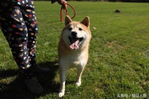 古牧犬多大，古牧犬多大能听话 温顺-警犬训练器材厂家 _警犬训练用品_工作犬训练用品-南京开久警犬装备