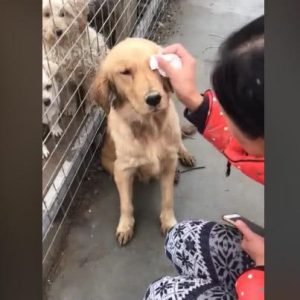 怎么买狗不会被骗逼死狗贩子的买狗大全-警犬训练器材厂家 _警犬训练用品_工作犬训练用品-南京开久警犬装备