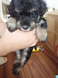 梗类犬和泰迪串串的狗  泰迪狗是梗类犬么-警犬训练器材厂家 _警犬训练用品_工作犬训练用品-南京开久警犬装备