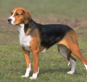 英国跳猎犬(英国跳猎犬护主吗)-警犬训练器材厂家 _警犬训练用品_工作犬训练用品-南京开久警犬装备