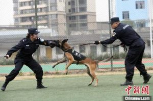 警犬的画法怎么画(简便画法怎么画)-警犬训练器材厂家 _警犬训练用品_工作犬训练用品-南京开久警犬装备